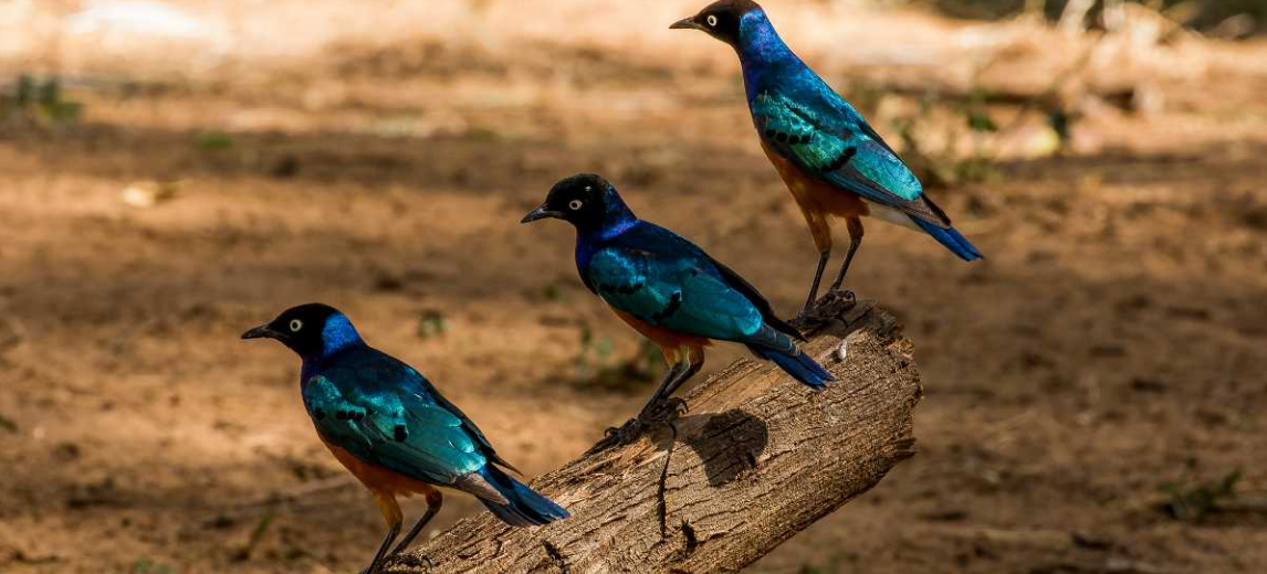Birdlife at Lake Jipe
